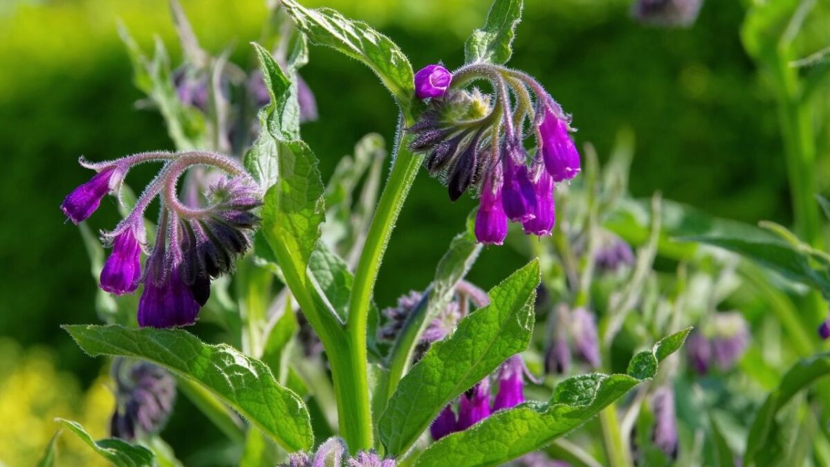 Comfrey is a plant that many people use in their gardens to provide nutrients and structure to the soil. It is also a great plant for organic gardeners, as it is said to contain particularly high levels of Vitamin B12.
