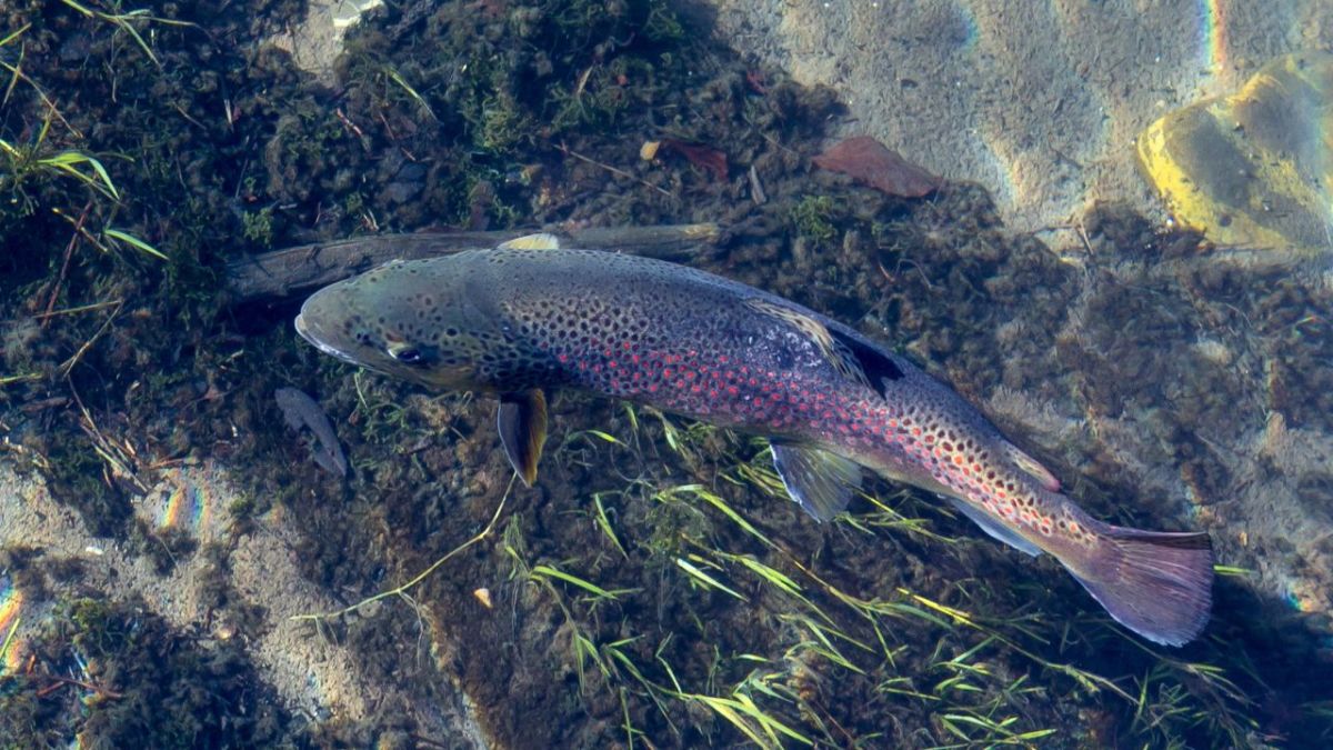 Die besten Stellen in Gewässern, um Fische zu fangen