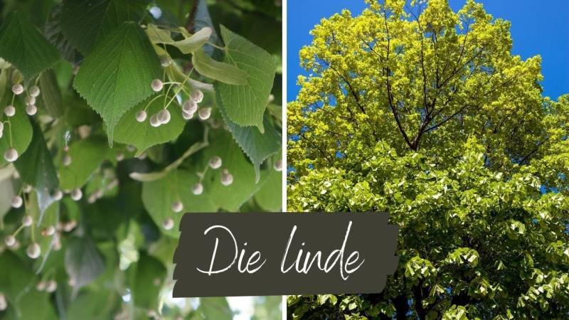 Linden provides many edible parts