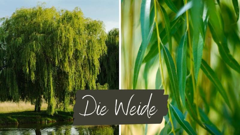 Die Weide – für viele Survival- und Bushcraft-Experten eine der besten Holzarten zum Feuerbohren