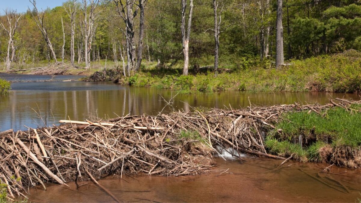 A dam from a beaver can be a good spot to cross a river