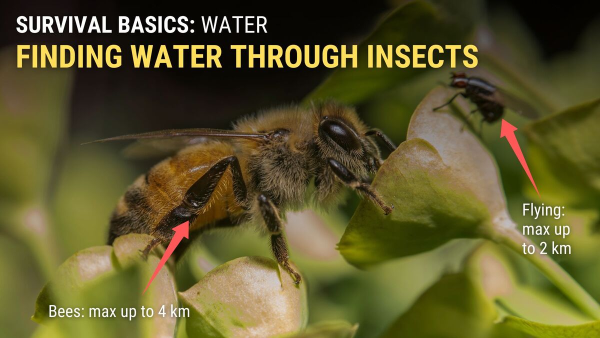 Insects like bees and flies indicate water nearby