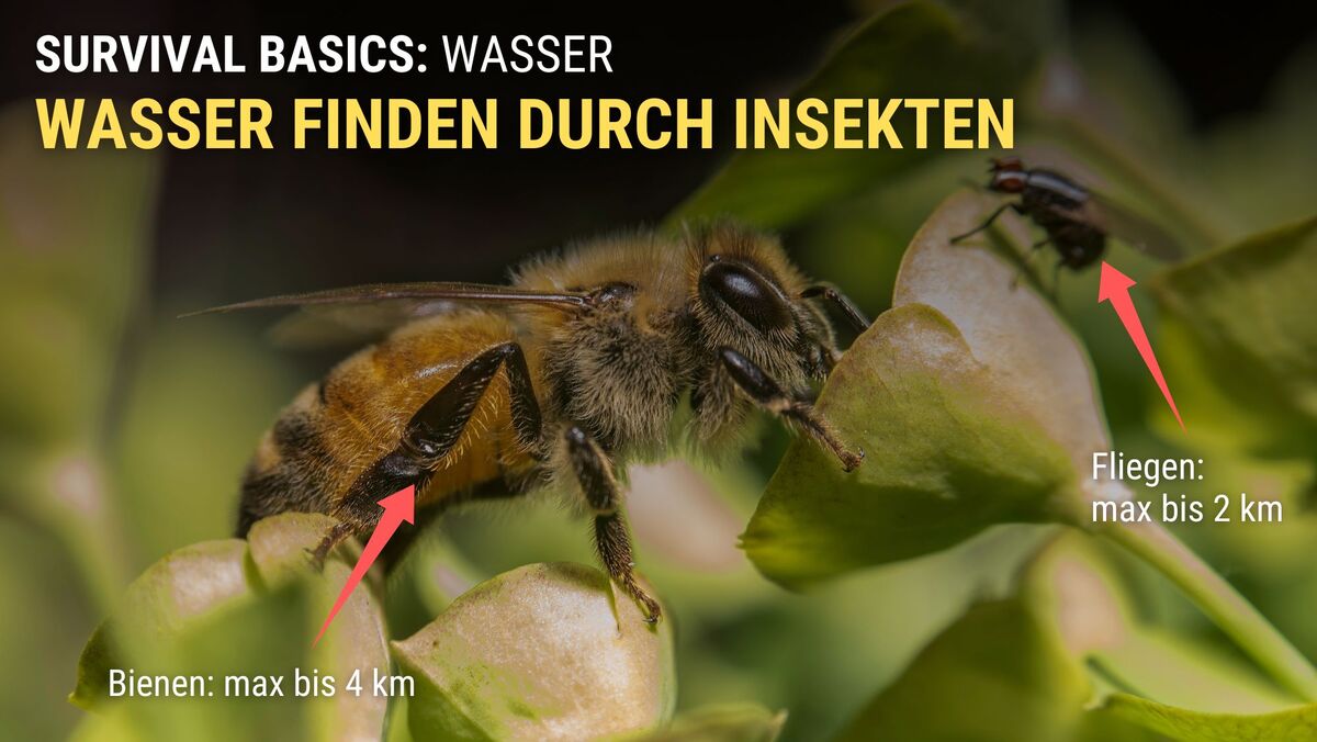 Insekten, wie Bienen und Fliegen, deuten auf Wasser in der Nähe hin