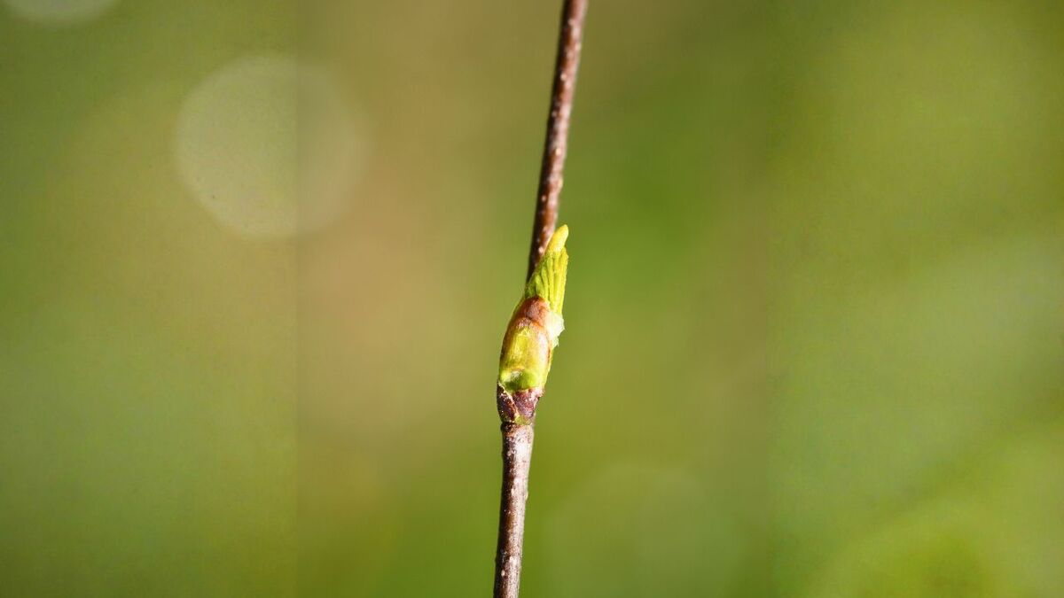 birke knospe