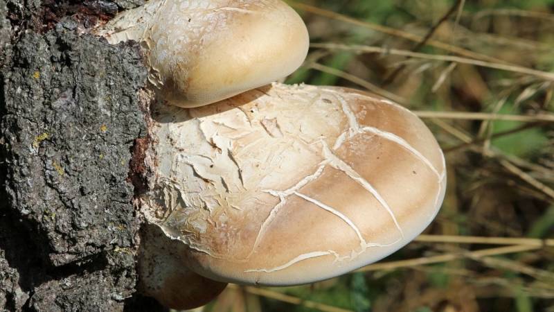 The Birch Polypore is easy to recognize and always grows on birch trees