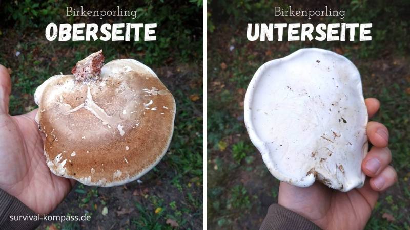 The top and bottom of the Birch Polypore