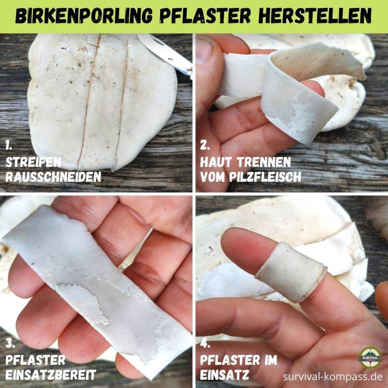 Anleitung: Ein Pflaster vom Birkenporling herstellen