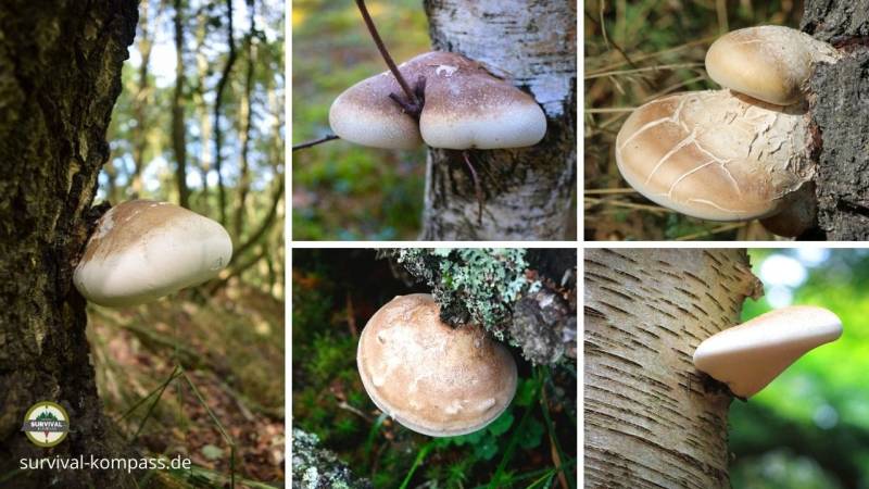 The Birch Polypore, sometimes old, sometimes young, sometimes snow-white and brown