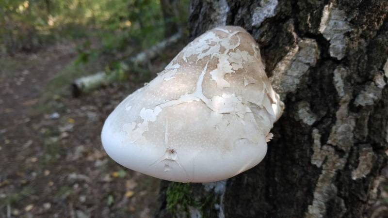 The birch polypore - the wonder mushroom from the Stone Age