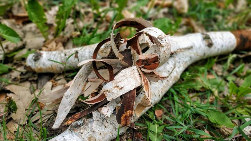 Birch bark: the survival miracle [Examples of use]