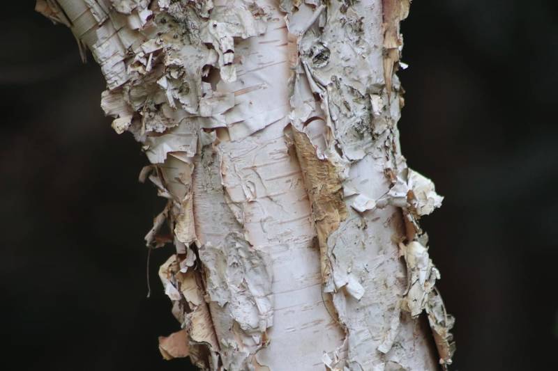Birch bark: versatile