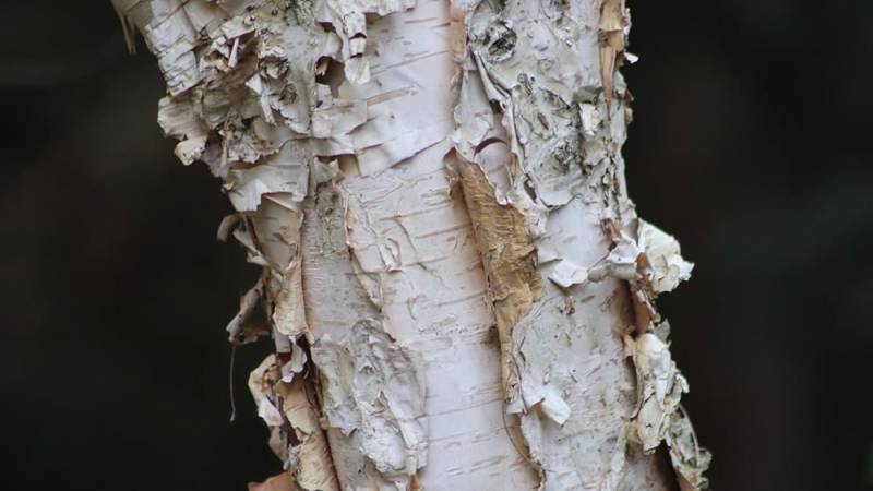 Birch bark is a survival miracle and perfect for use as kindling