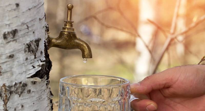 Birch sap can be tapped in spring