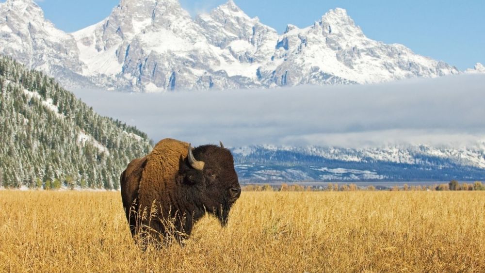 Bisons have been important animals for the original inhabitants. They were used for hunting and as a source of food. The Native Americans have been using Bisons since ancient times to produce traditional clothing, tools, and even houses.