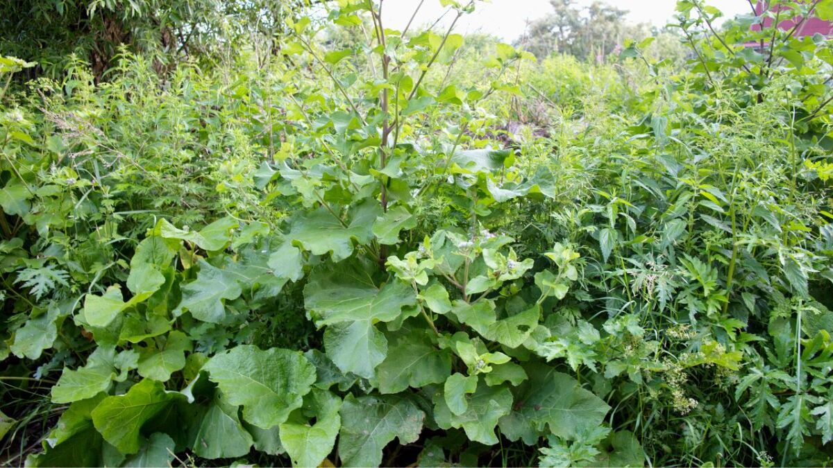 The leaves of the greater burdock