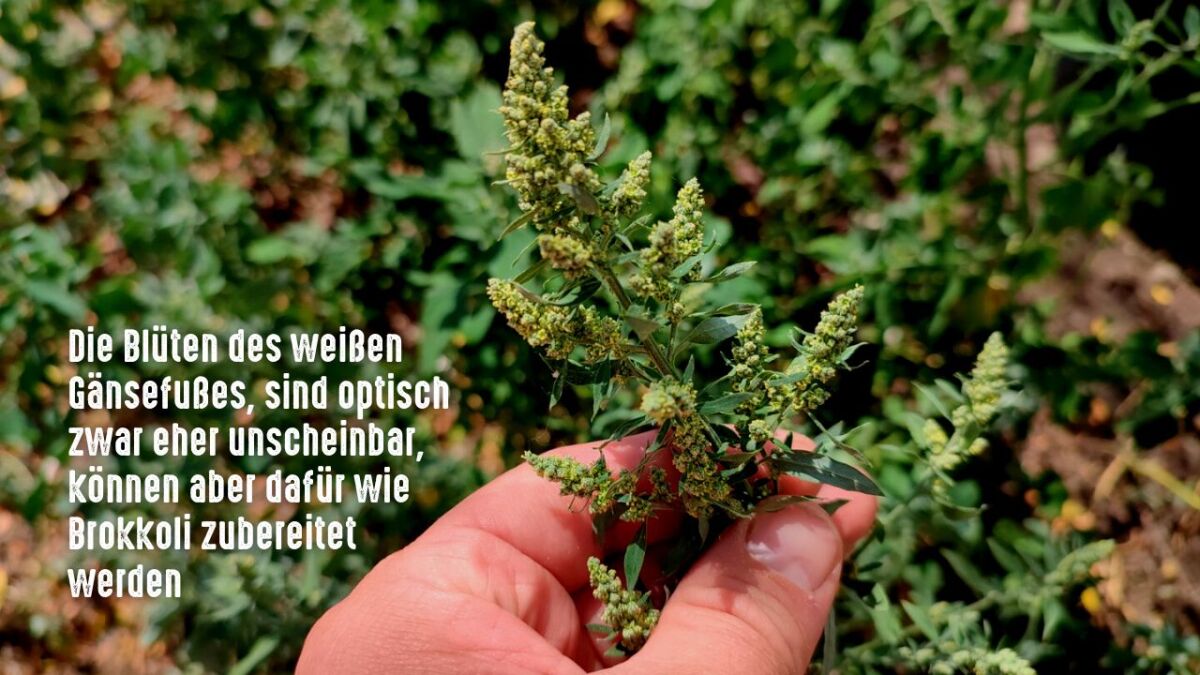 blueten weisser gaensefuss