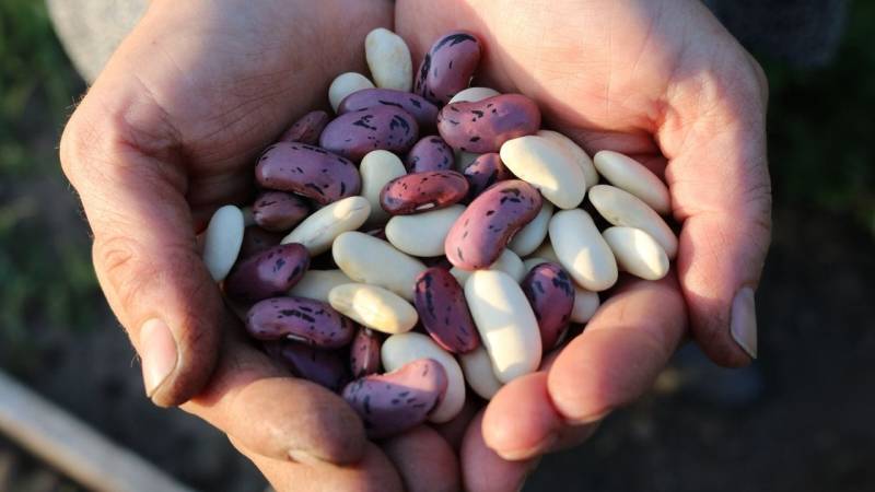 Properly stored, many preppers swear by beans