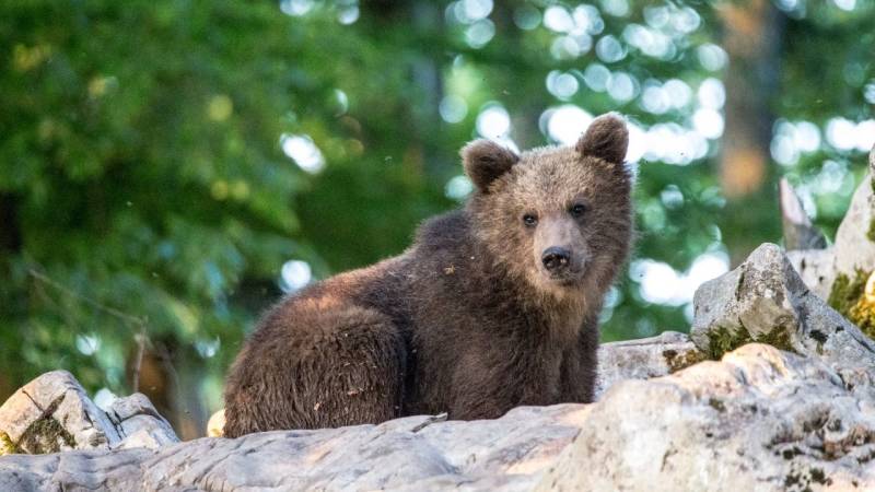 Achte in Slowenien auf Braunbären, Wölfe, Schlangen, Skorpione und Taranteln