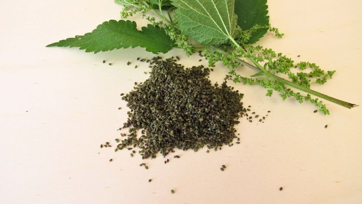 Brennnesselsamen sammeln: Ernte, Trocknen, Verwendung brennesselsamen auf tisch