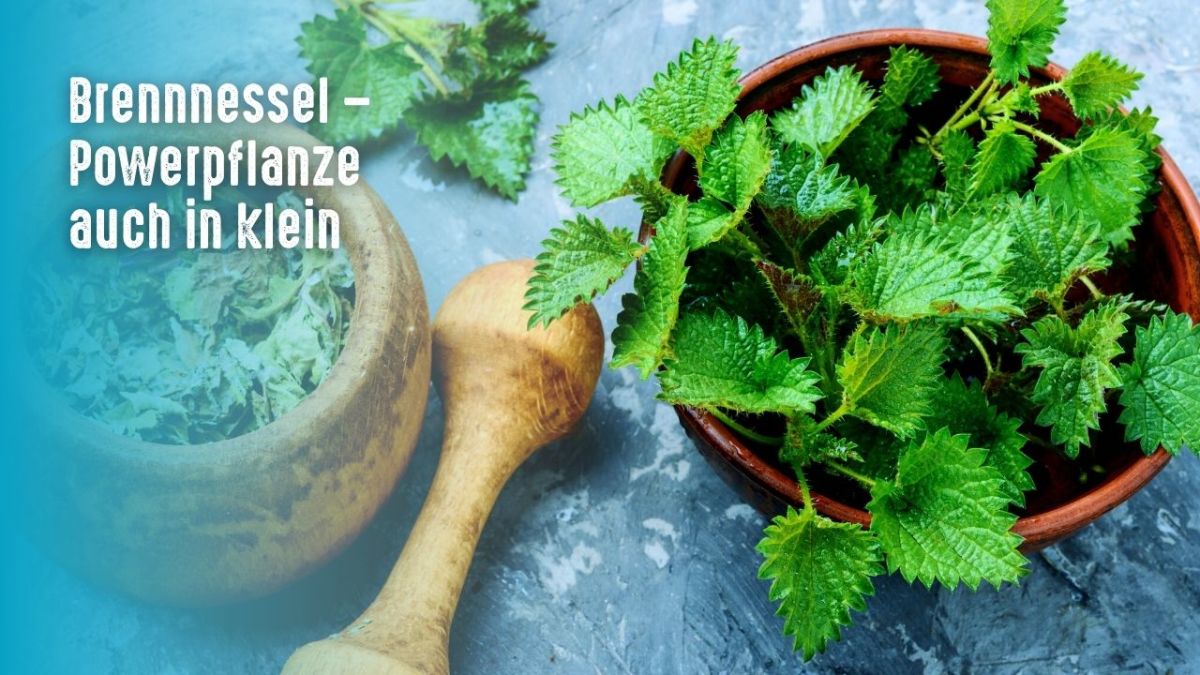Nettle is found in many parts of the world. It is a plant that is used for medicinal purposes and is known for its natural anti-inflammatory properties. It is used as an ingredient in many dishes such as soups, stews, and salads. Nettle can also be used to make herbal remedies such as tinctures, salves, and compresses.