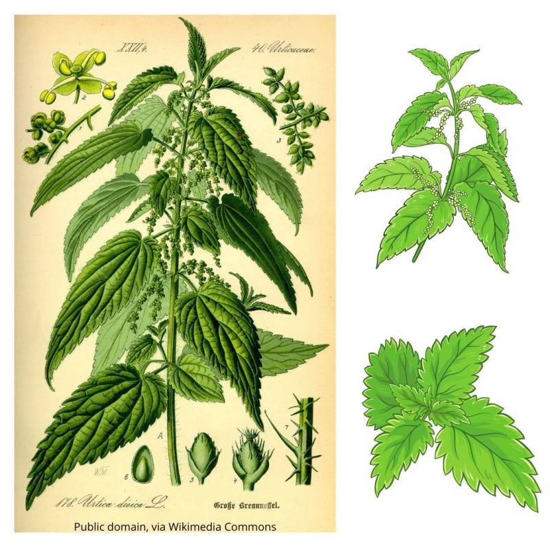 The Stinging Nettle in Portrait