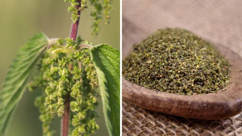 The seeds of the stinging nettle taste nutty