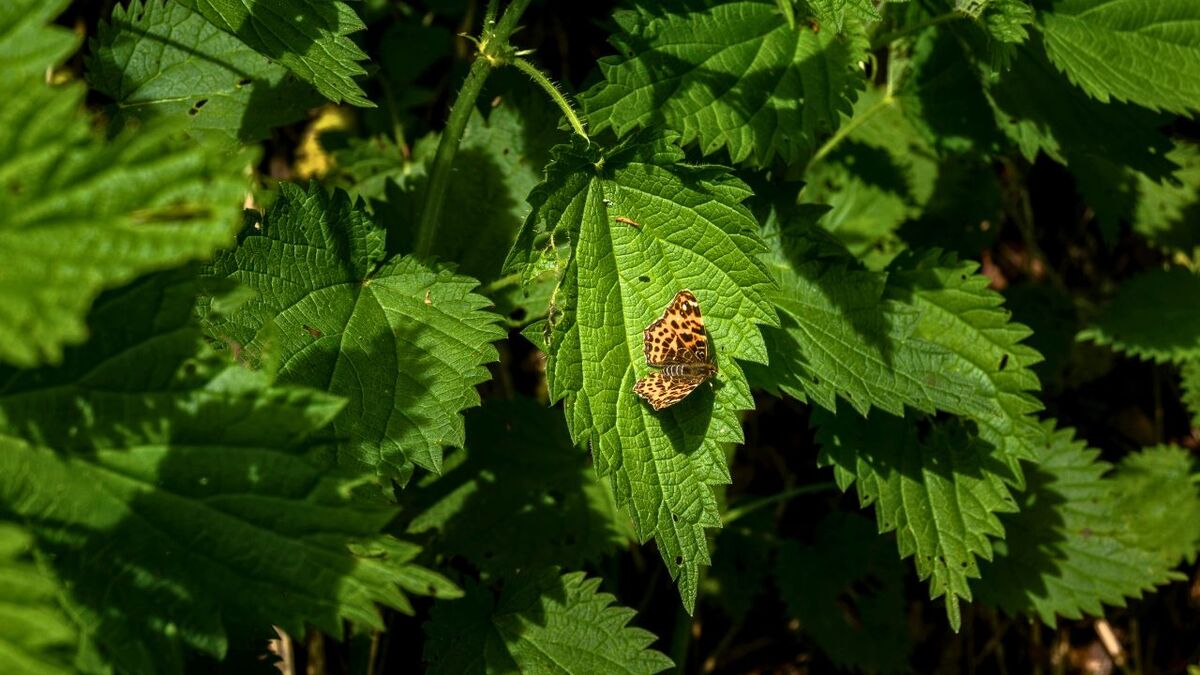 Brennnesselsamen sammeln: Ernte, Trocknen, Verwendung brennnessel schmetterling