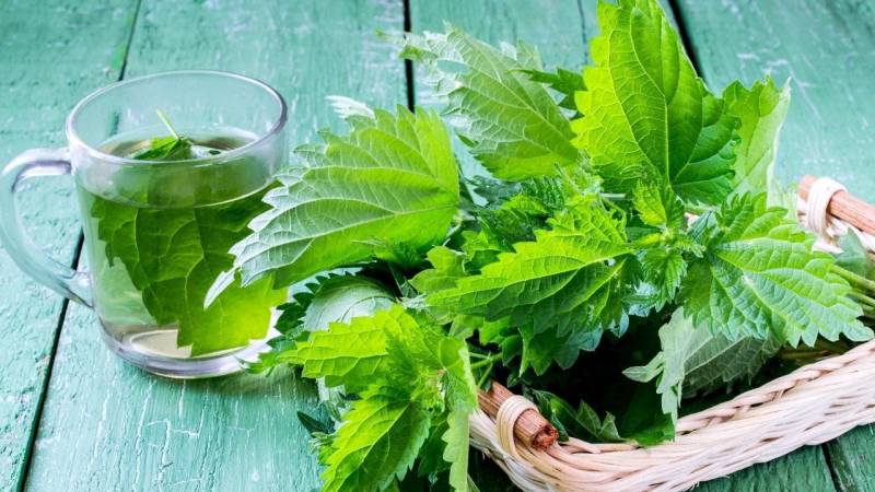 Have you ever tried a tea made from nettle leaves?