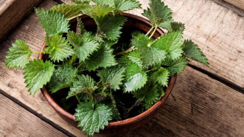 Stinging nettle: power plant for outdoor, food, healing