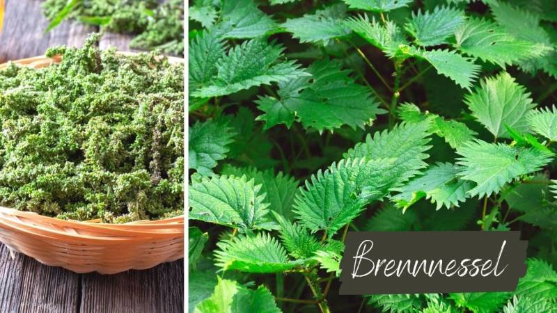 The stinging nettle is one of the most versatile plants in our region