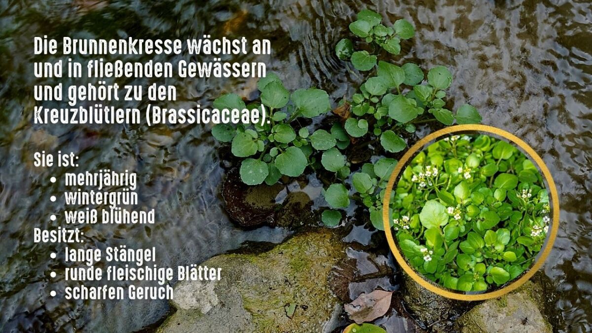 Watercress is a plant that grows in wet, moist areas. It is a water plant and the leaves are long and curly, with a peppery taste.