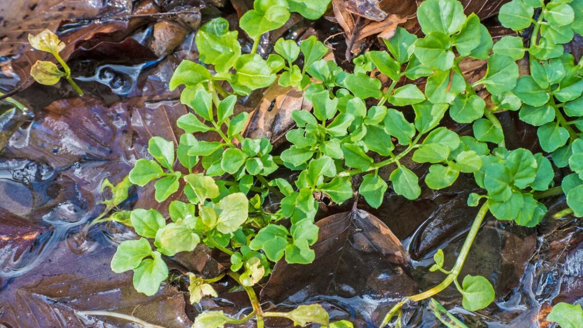 Harvesting watercress: Healthy medicinal herb with vitamin D