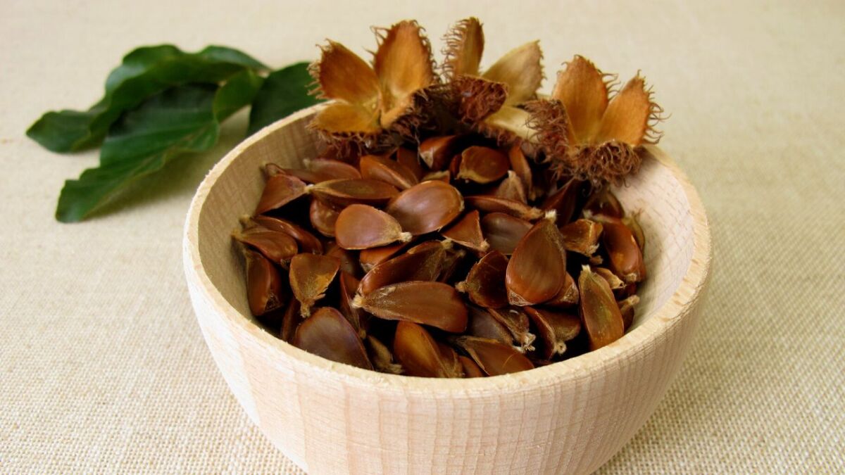 Beech nuts: crunchy snack from the local forest - How to gather and process