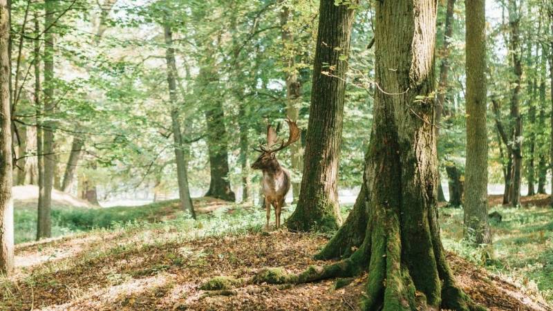 Animals, plants, trees - Bushcraft means knowing the forest and its beings