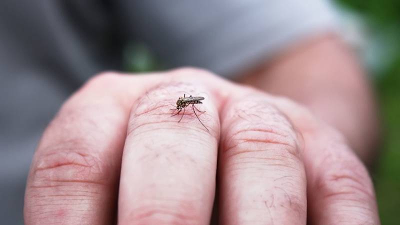 Mosquito protection camping tip