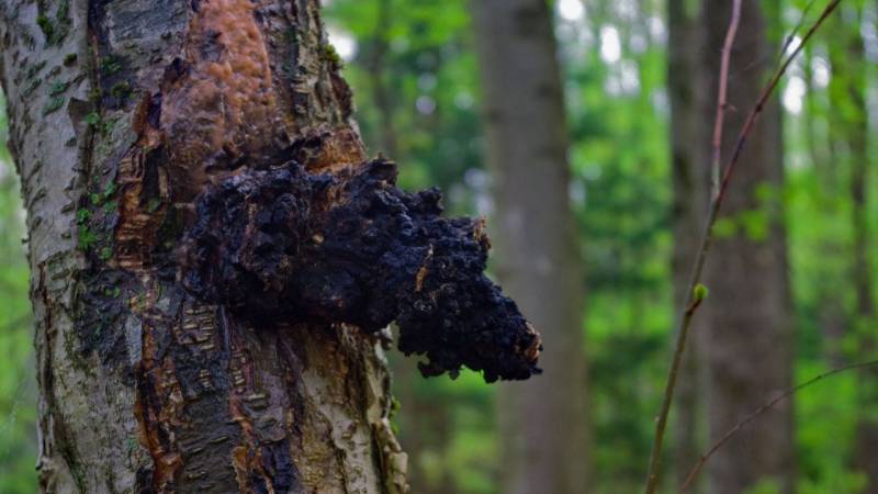 Der Chaga wächst vorwiegend an dem Stamm der Birke