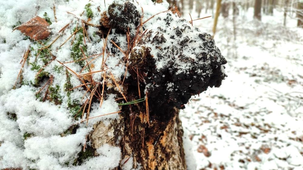 I was even able to find a Chaga Mushroom