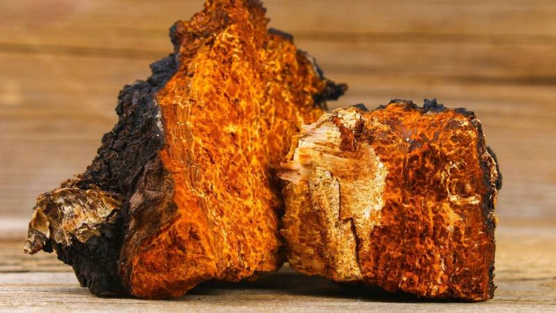 The chaga: with this fungus you will make big eyes