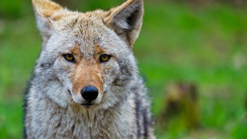 Wie du durch das Coyote Teaching Menschen in Begeisterung versetzt