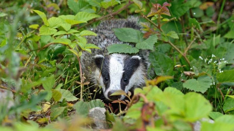 If you are in the forest, you are in the living room of animals - so expect to see or hear animals