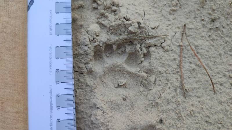 The footprint of a badger