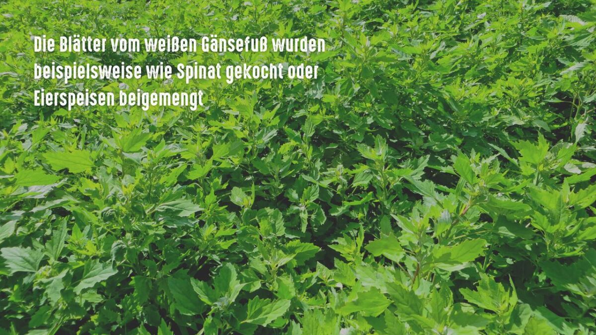 der weisse gaensefuss chenopodium album als nahrung