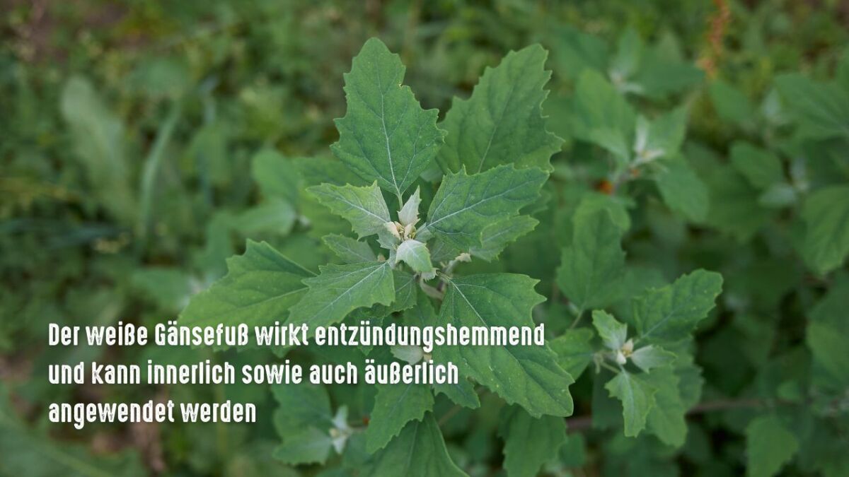 der weisse gaensefuss chenopodium album wirkt entzuendungshemmend