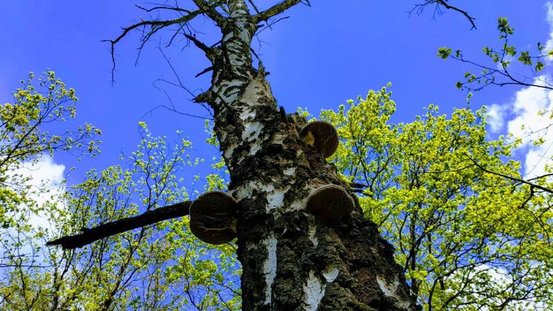 A dead birch tree with tree fungi