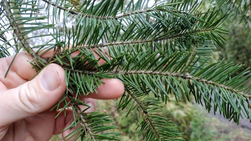 Unique: The crushed needles of the Douglas fir emit a lemon-like scent