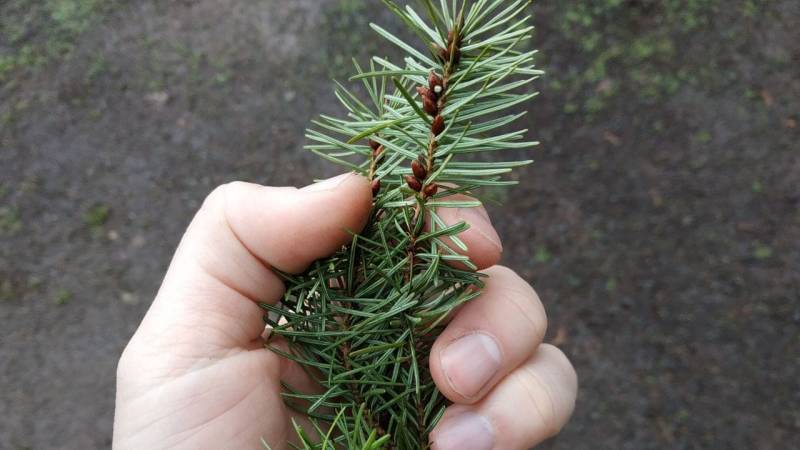 The needles of the Douglas fir are soft and non-prickly