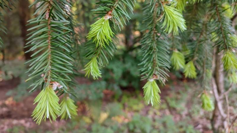 The shoots of the Douglas fir are soft and digestible. They taste like lemon and are best harvested in May and June.