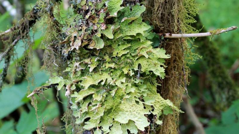 The True Lungwort is used for lung diseases