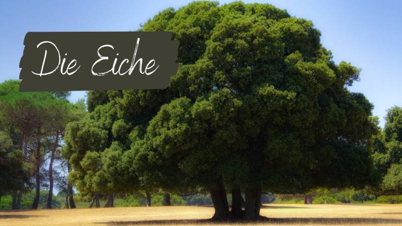 Die Eiche – Giftig und doch essbar