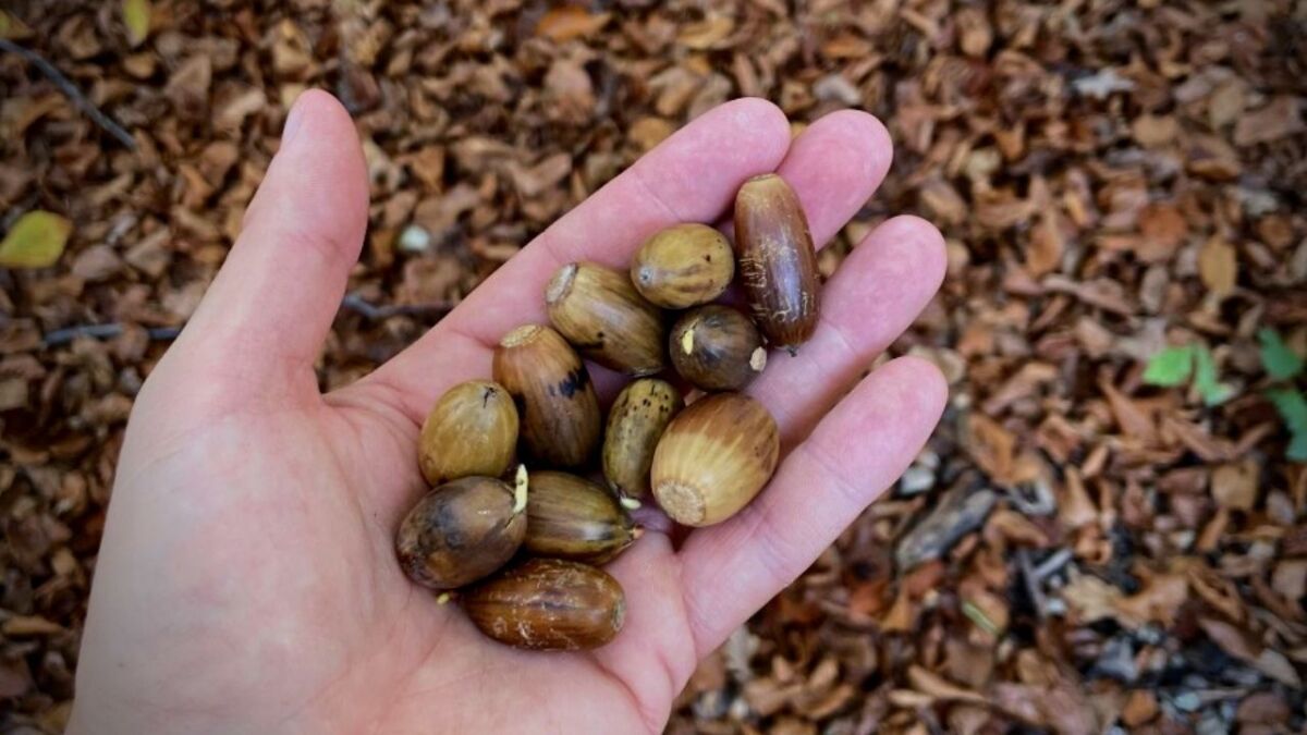 Acorns could help you survive in the forest. But you need to know how to prepare them correctly.
